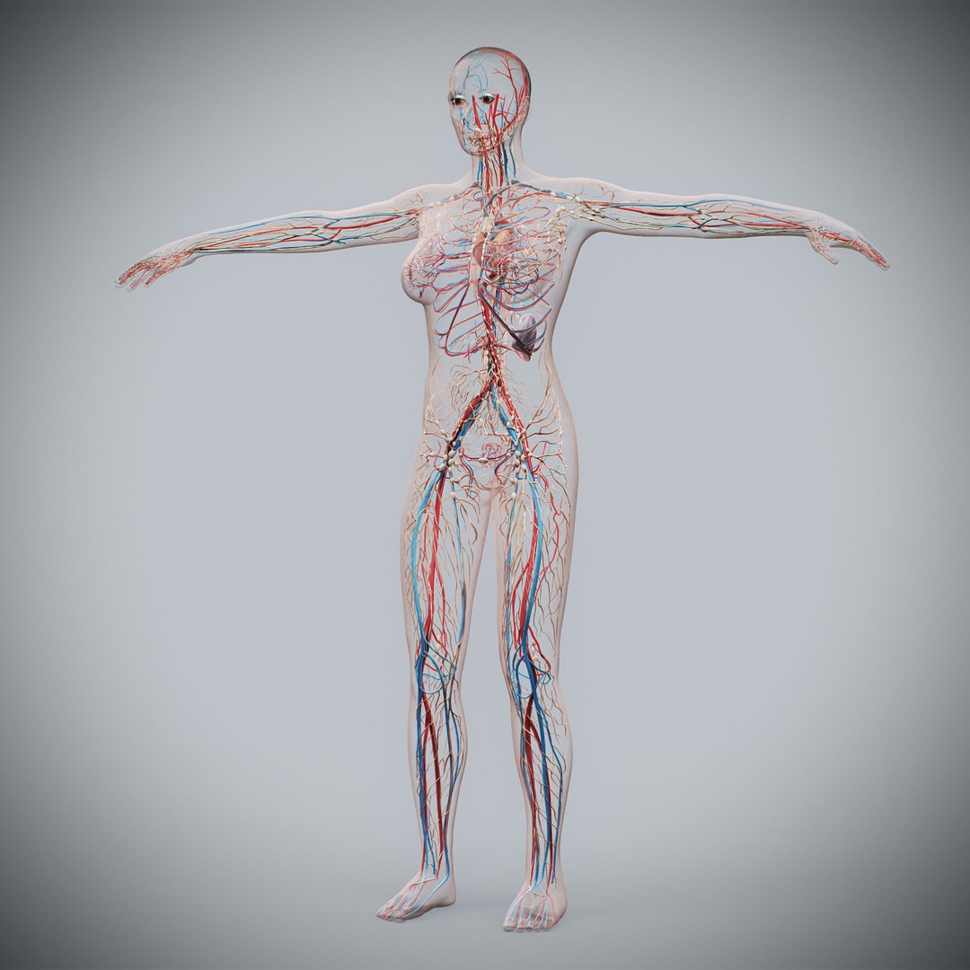 Human Female Anatomy 3D Model – Detailed Circulatory & Lymphatic Systems, FBX - View 11