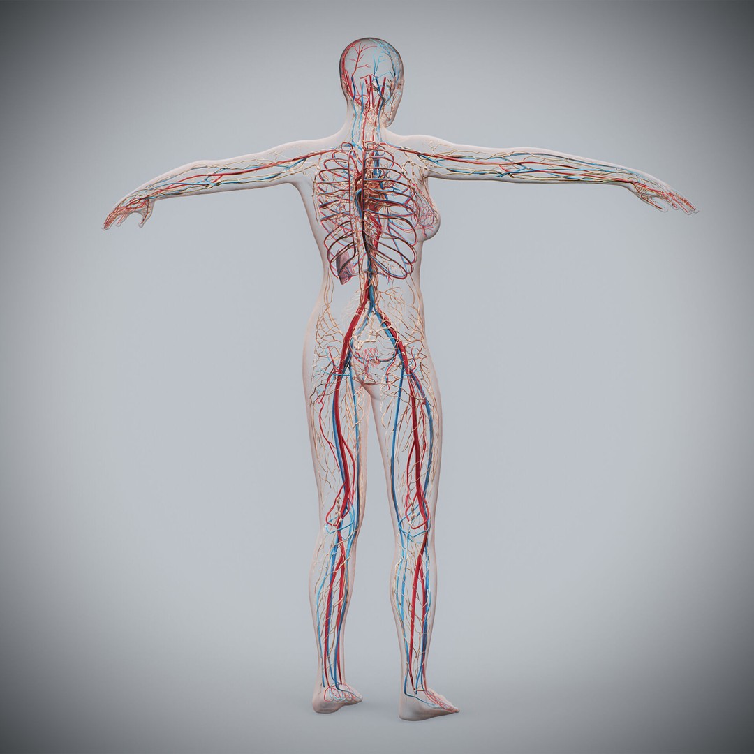 Human Female Anatomy 3D Model – Detailed Circulatory & Lymphatic Systems, FBX - View 12
