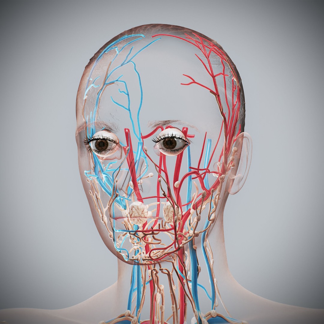 Human Female Anatomy 3D Model – Detailed Circulatory & Lymphatic Systems, FBX - View 13