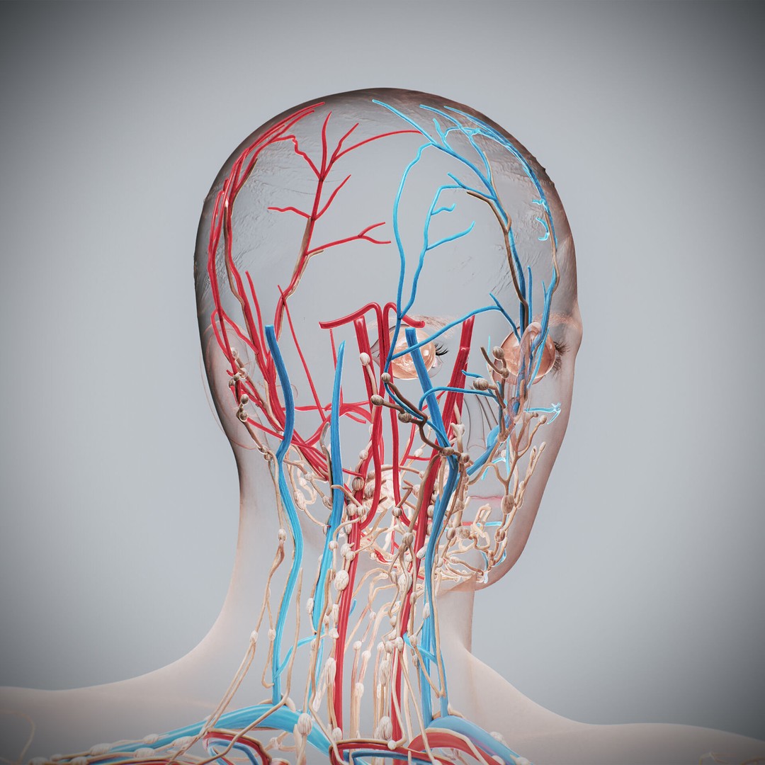 Human Female Anatomy 3D Model – Detailed Circulatory & Lymphatic Systems, FBX - View 14