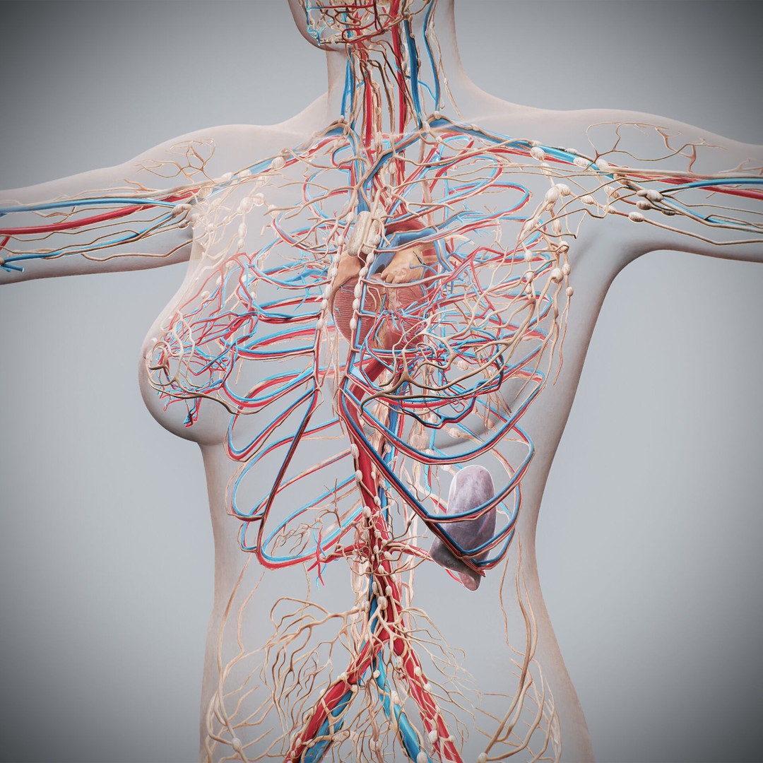 Human Female Anatomy 3D Model – Detailed Circulatory & Lymphatic Systems, FBX - View 15