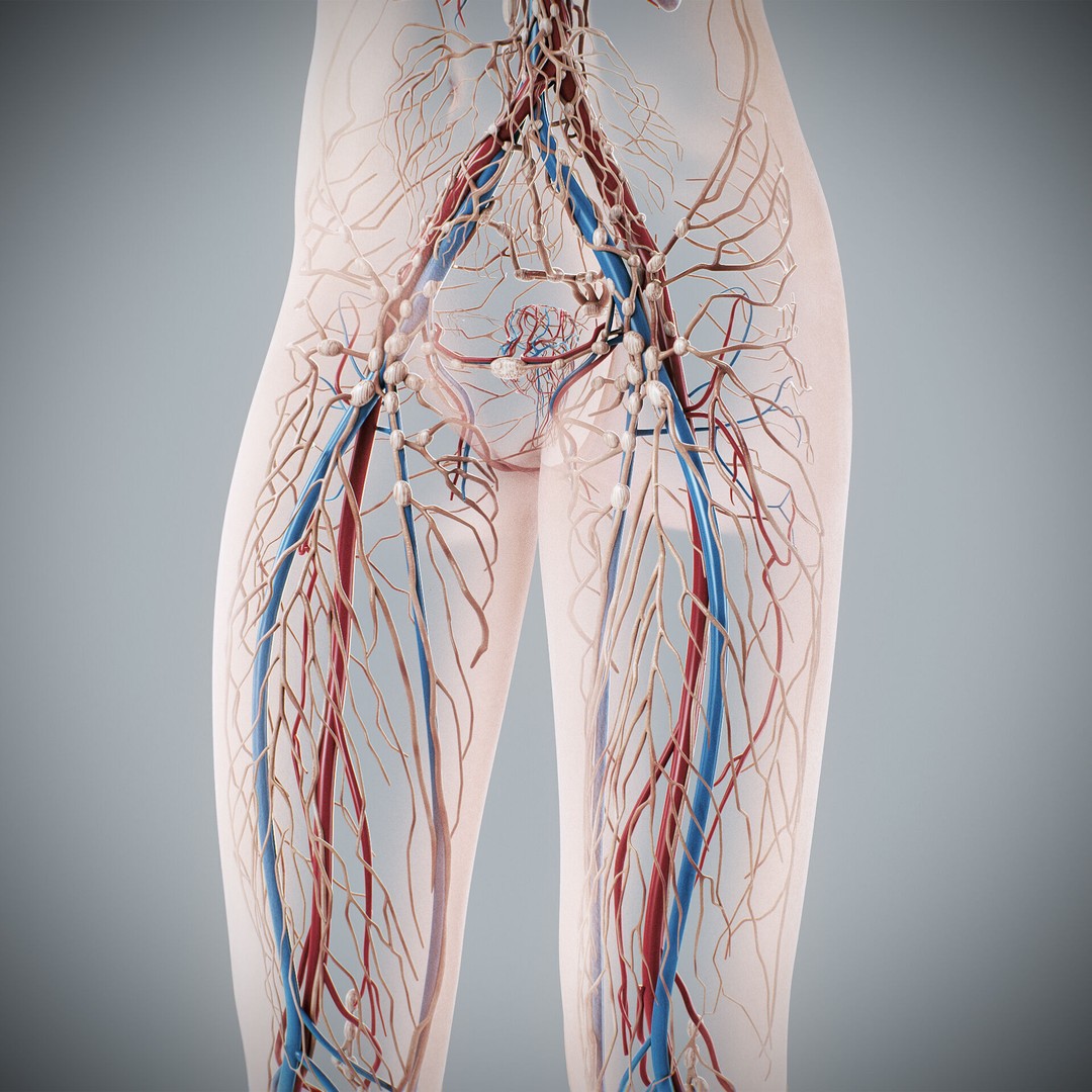 Human Female Anatomy 3D Model – Detailed Circulatory & Lymphatic Systems, FBX - View 17