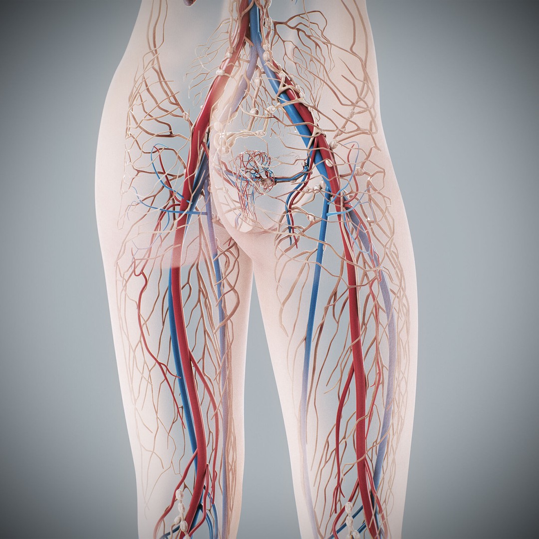 Human Female Anatomy 3D Model – Detailed Circulatory & Lymphatic Systems, FBX - View 18