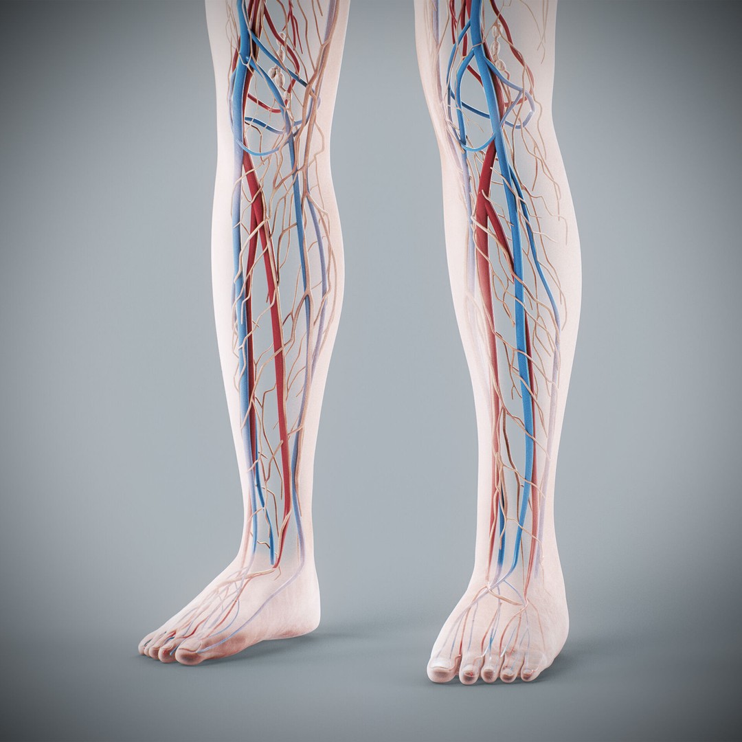 Human Female Anatomy 3D Model – Detailed Circulatory & Lymphatic Systems, FBX - View 19