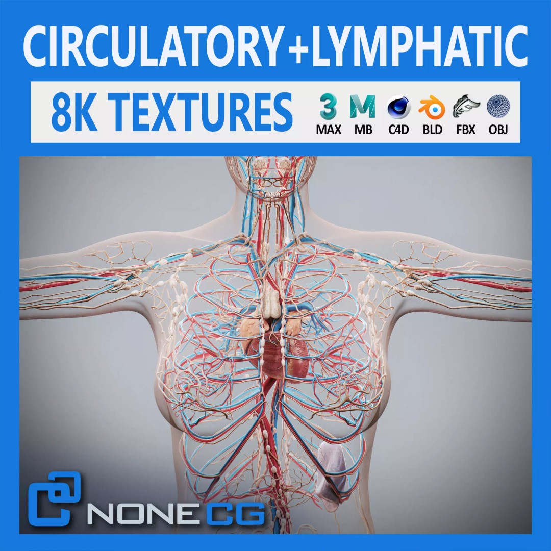 Human Female Anatomy 3D Model – Detailed Circulatory & Lymphatic Systems, FBX - View 2