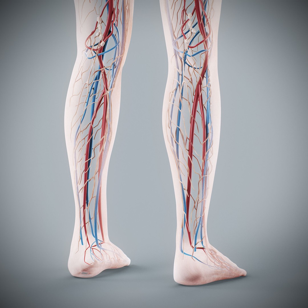 Human Female Anatomy 3D Model – Detailed Circulatory & Lymphatic Systems, FBX - View 20
