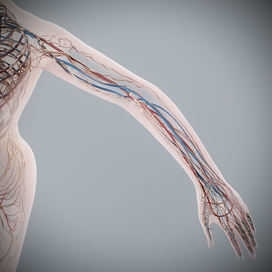 Human Female Anatomy 3D Model – Detailed Circulatory & Lymphatic Systems, FBX - View 21
