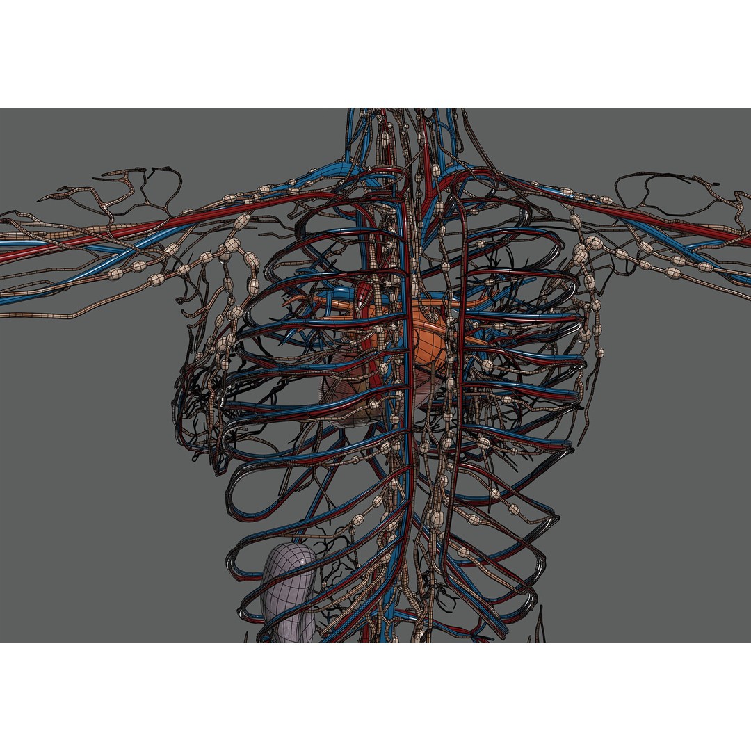 Human Female Anatomy 3D Model – Detailed Circulatory & Lymphatic Systems, FBX - View 22