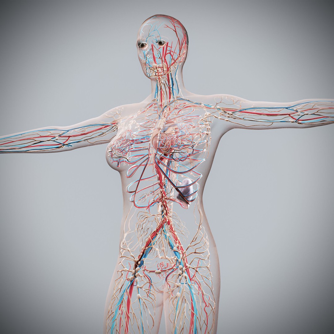 Human Female Anatomy 3D Model – Detailed Circulatory & Lymphatic Systems, FBX - View 3