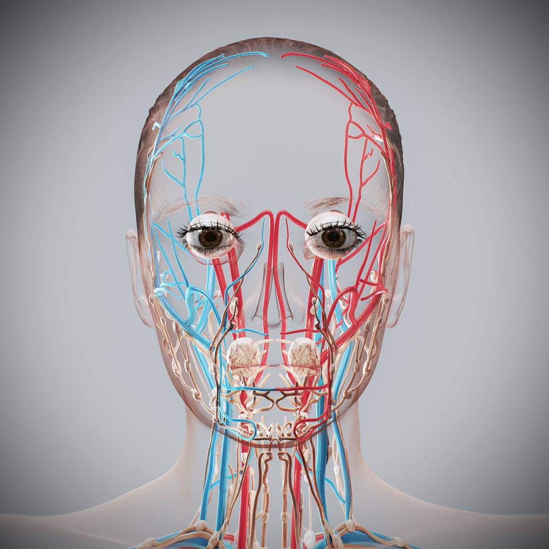Human Female Anatomy 3D Model – Detailed Circulatory & Lymphatic Systems, FBX - View 4