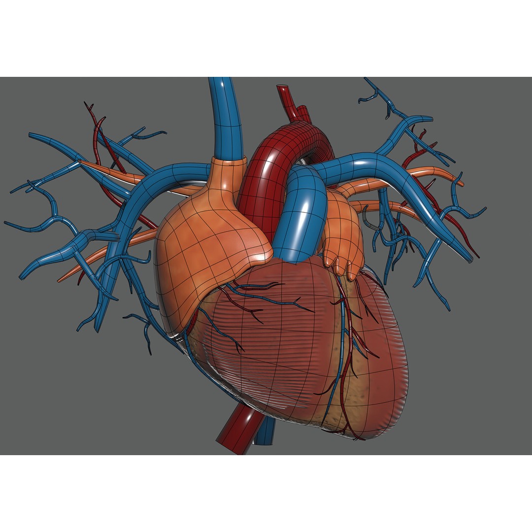 Human Female Anatomy 3D Model – Detailed Circulatory & Lymphatic Systems, FBX - View 6