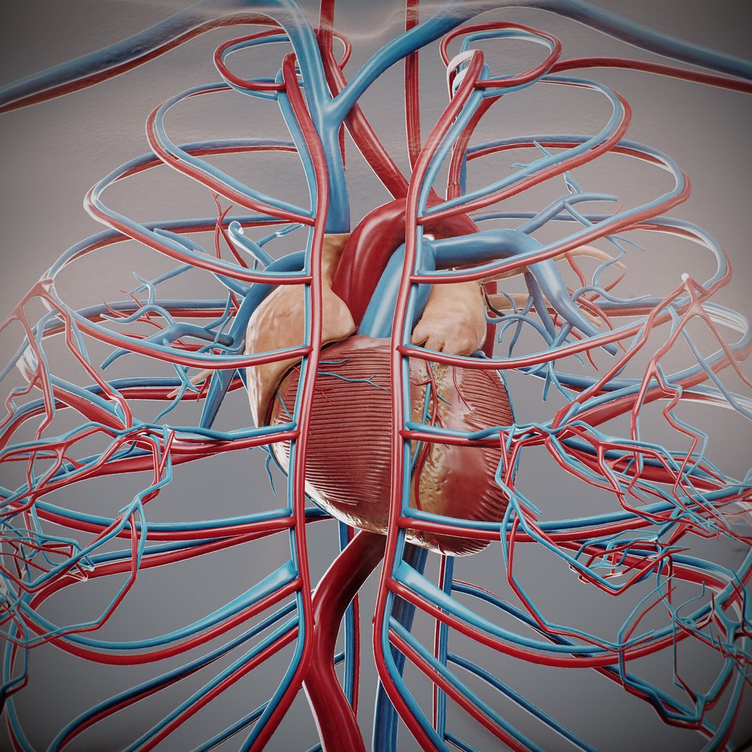 Human Female Anatomy 3D Model – Detailed Circulatory & Lymphatic Systems, FBX - View 7