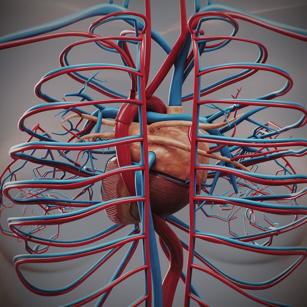 Human Female Anatomy 3D Model – Detailed Circulatory & Lymphatic Systems, FBX - View 8