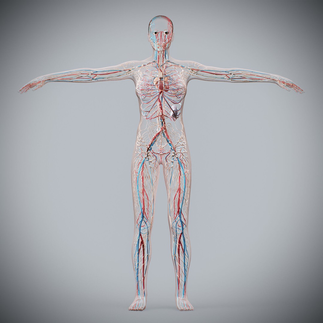 Human Female Anatomy 3D Model – Detailed Circulatory & Lymphatic Systems, FBX - View 9