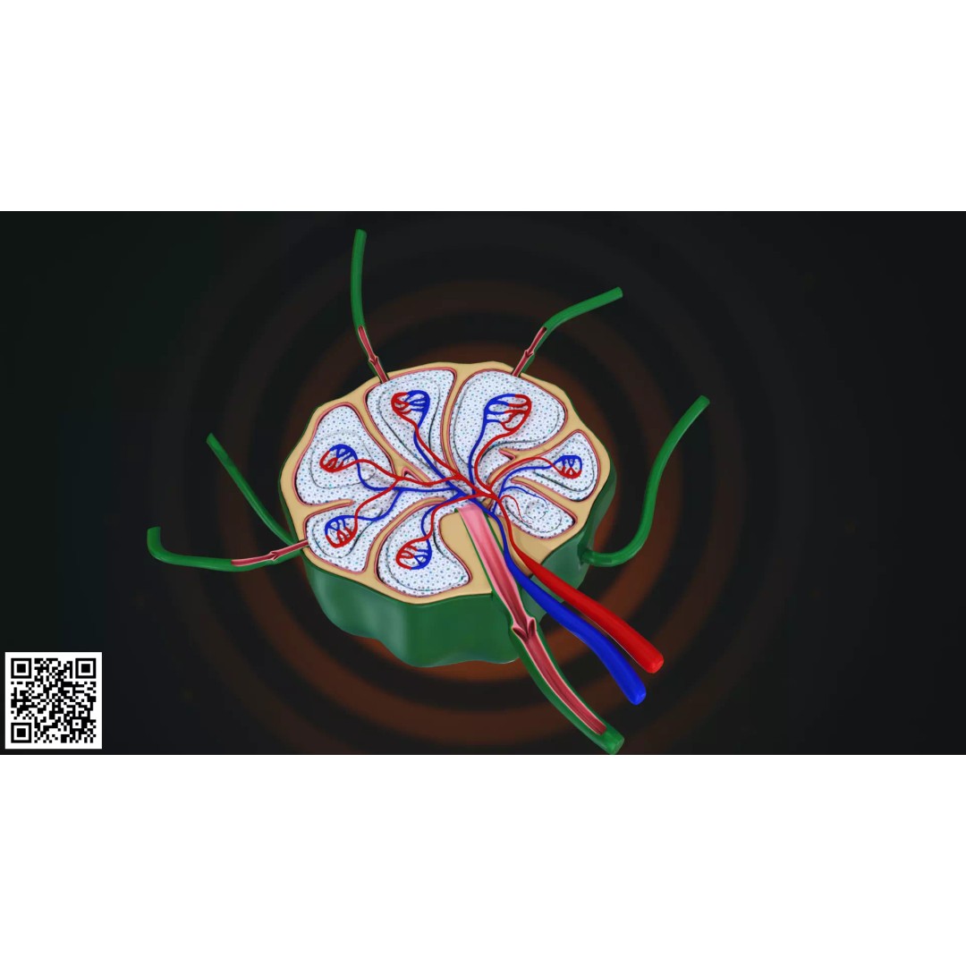Human Lymph Node Anatomy 3D Model – High-Resolution Medical Visualization - View 2