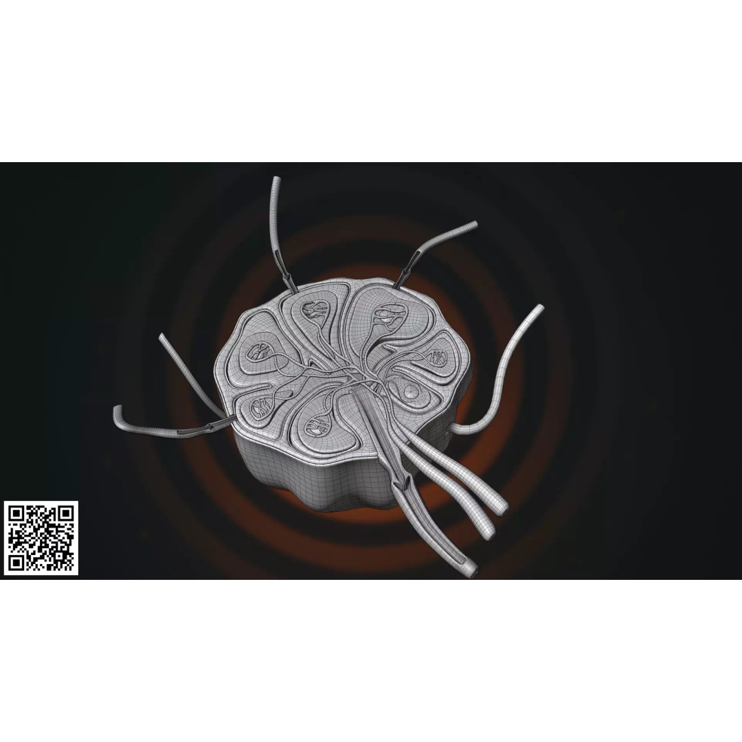 Human Lymph Node Anatomy 3D Model – High-Resolution Medical Visualization - View 3