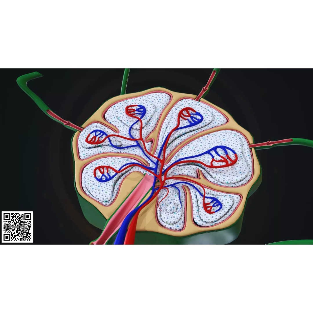 Human Lymph Node Anatomy 3D Model – High-Resolution Medical Visualization - View 4