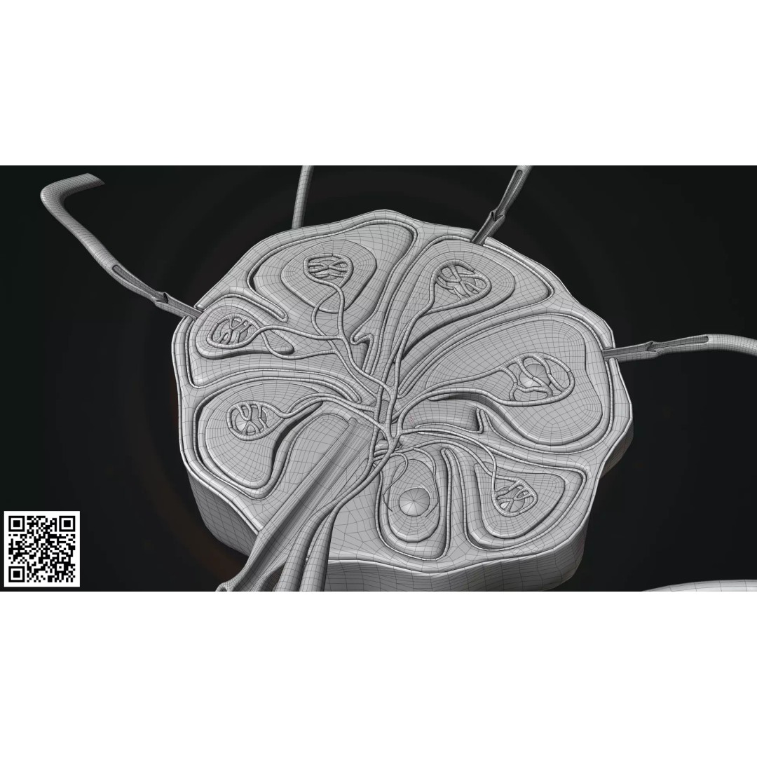 Human Lymph Node Anatomy 3D Model – High-Resolution Medical Visualization - View 5