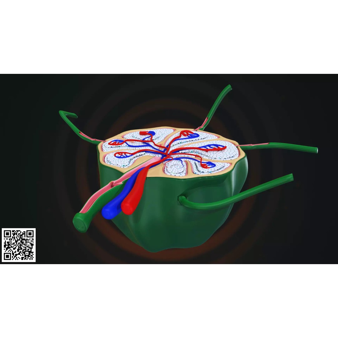 Human Lymph Node Anatomy 3D Model – High-Resolution Medical Visualization - View 6