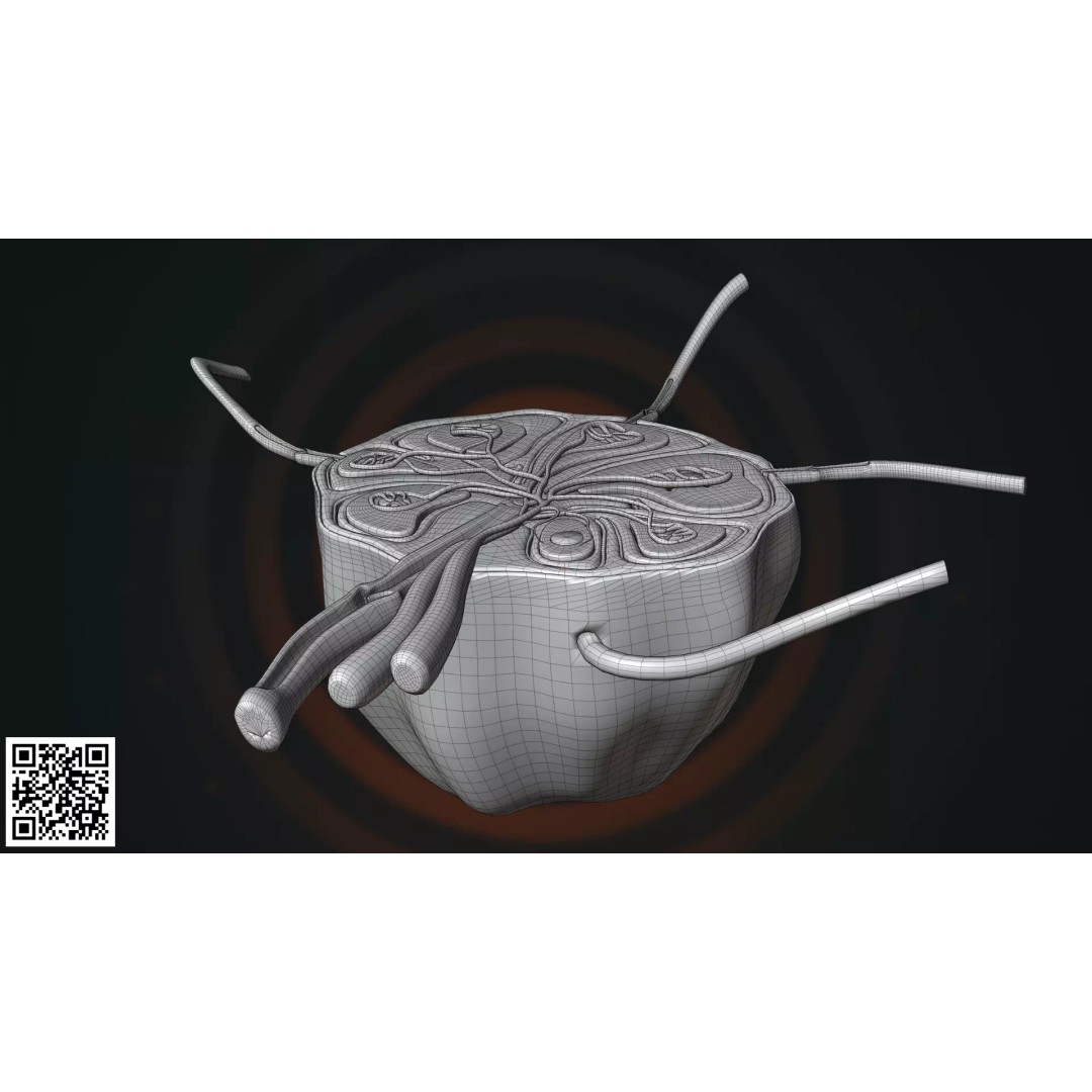 Human Lymph Node Anatomy 3D Model – High-Resolution Medical Visualization - View 7