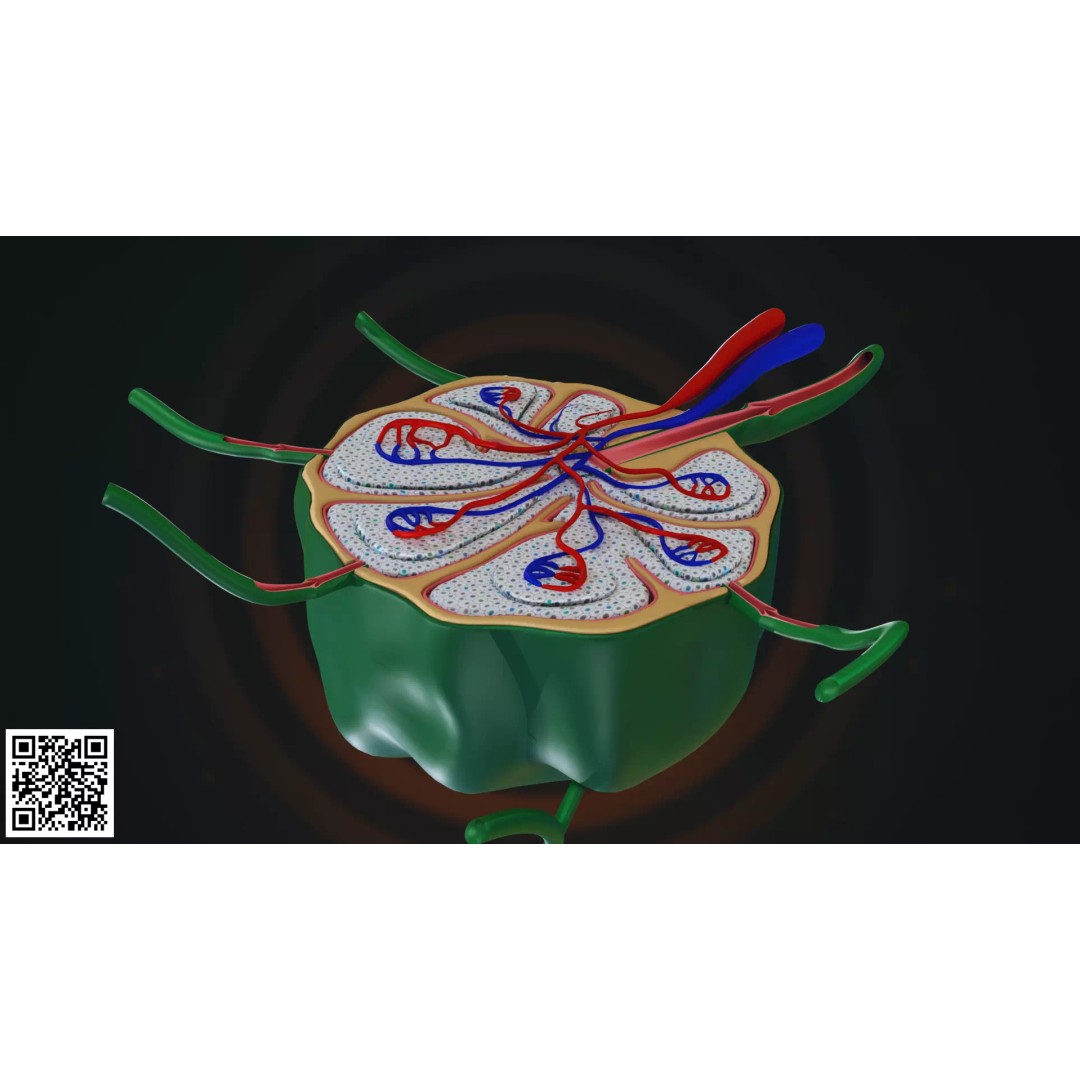 Human Lymph Node Anatomy 3D Model – High-Resolution Medical Visualization - View 8