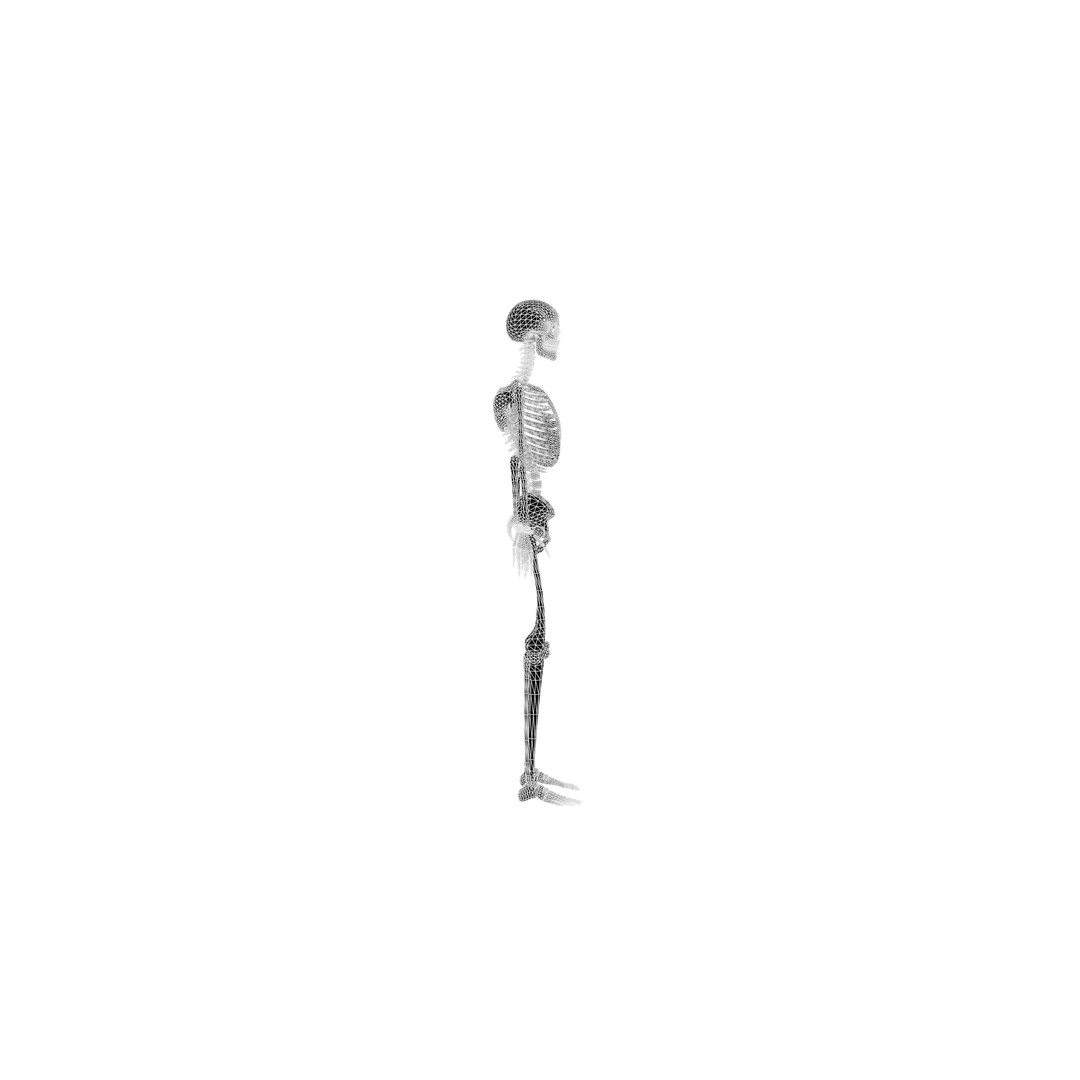 Human Skeleton 3D Model – Realistic Low-Poly Anatomy, Blender & FBX - View 10