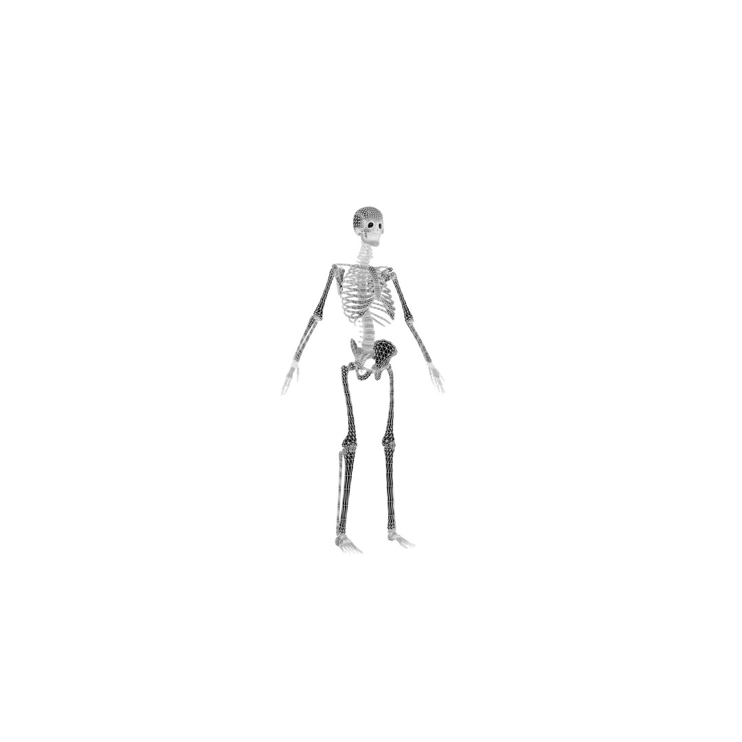 Human Skeleton 3D Model – Realistic Low-Poly Anatomy, Blender & FBX - View 12
