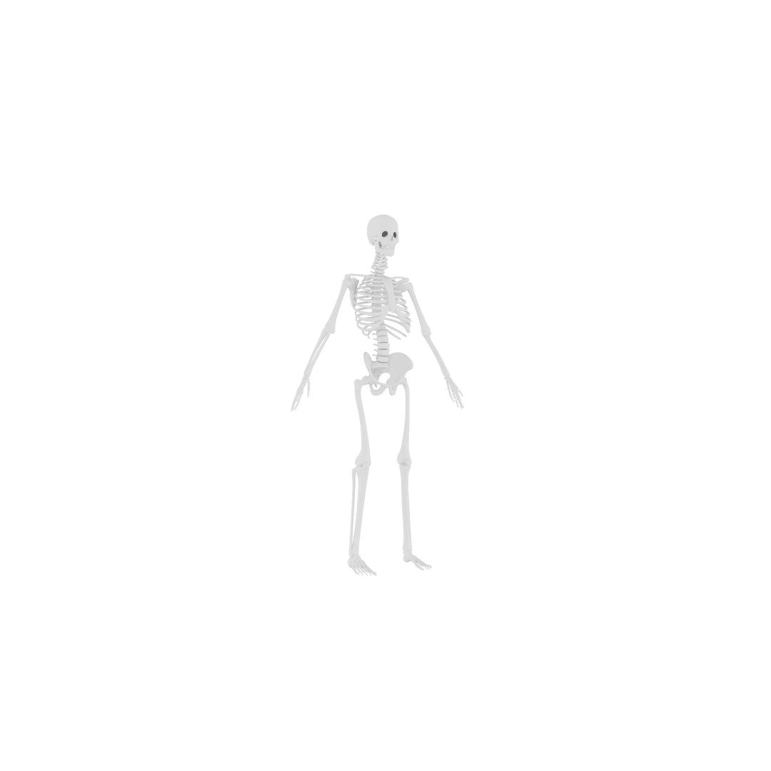 Human Skeleton 3D Model – Realistic Low-Poly Anatomy, Blender & FBX - View 2