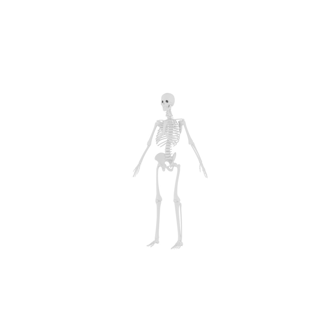 Human Skeleton 3D Model – Realistic Low-Poly Anatomy, Blender & FBX - View 3