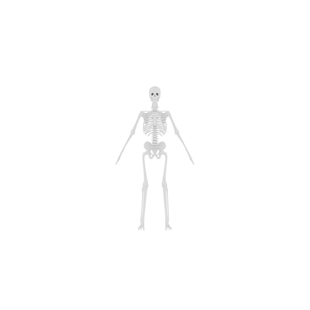 Human Skeleton 3D Model – Realistic Low-Poly Anatomy, Blender & FBX - View 4