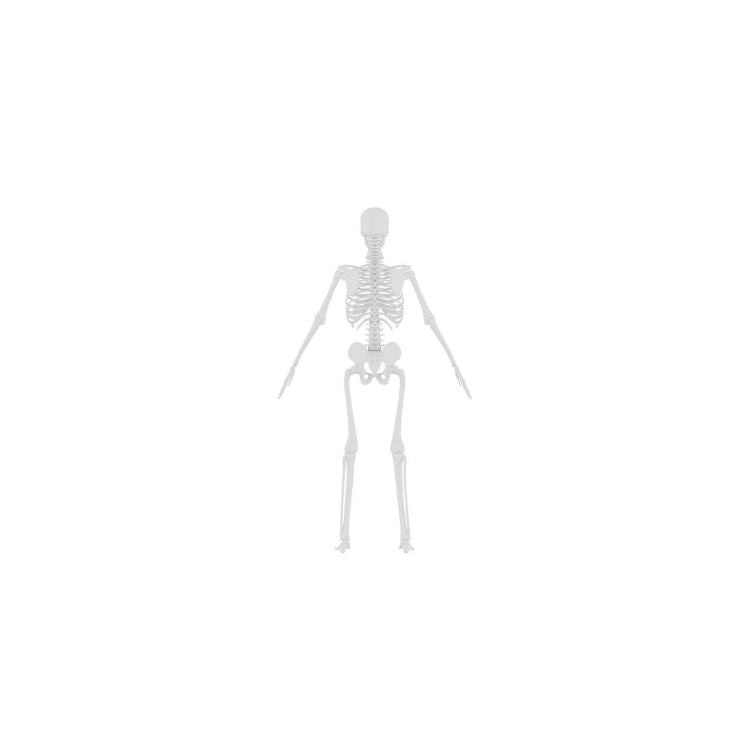 Human Skeleton 3D Model – Realistic Low-Poly Anatomy, Blender & FBX - View 5