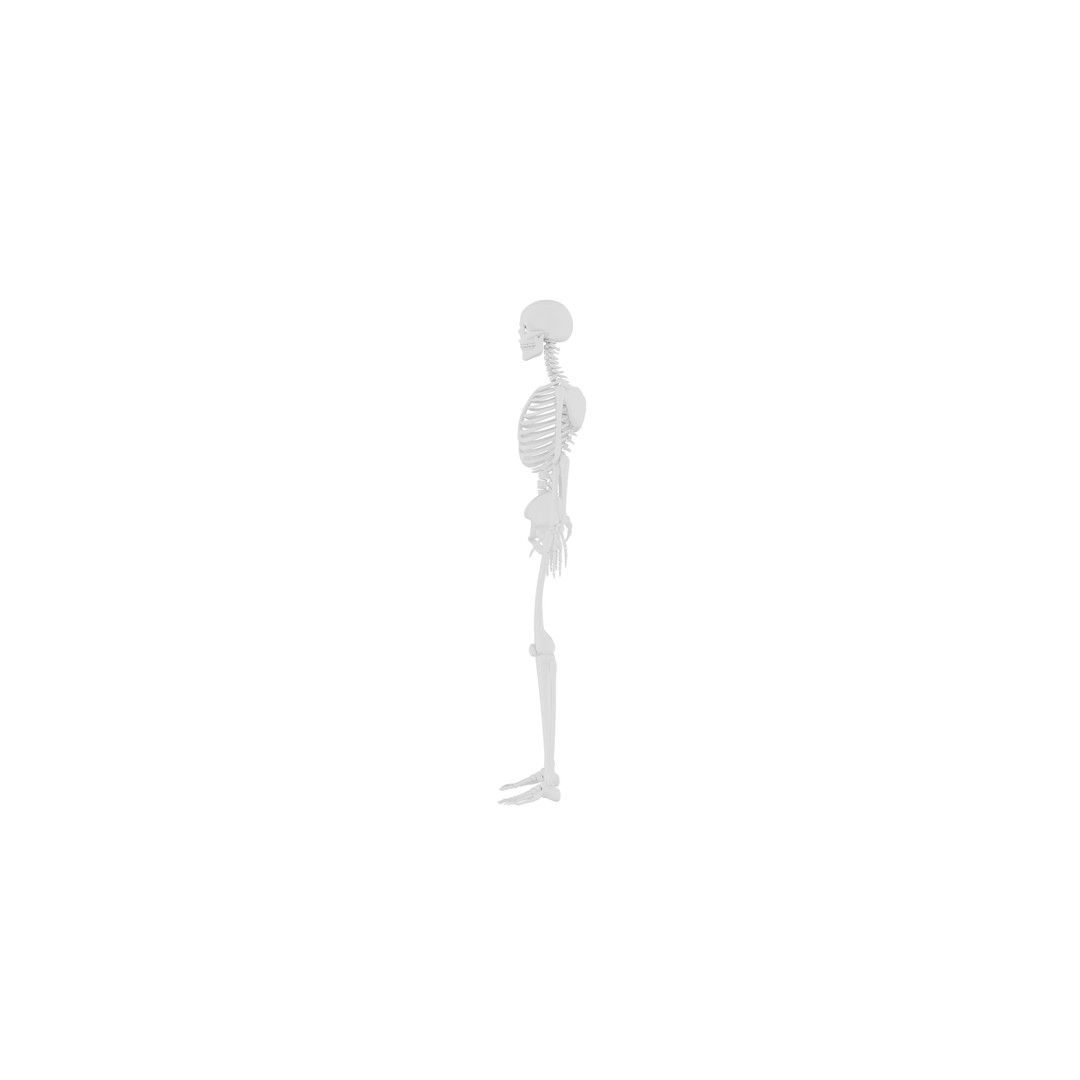 Human Skeleton 3D Model – Realistic Low-Poly Anatomy, Blender & FBX - View 7