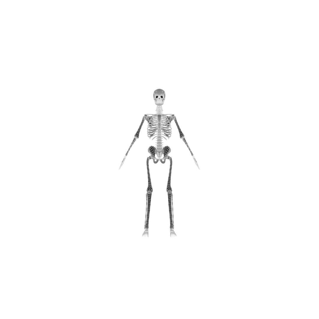 Human Skeleton 3D Model – Realistic Low-Poly Anatomy, Blender & FBX - View 8
