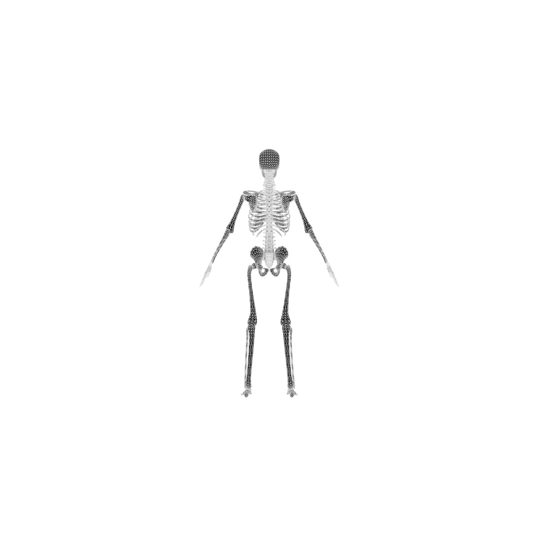 Human Skeleton 3D Model – Realistic Low-Poly Anatomy, Blender & FBX - View 9