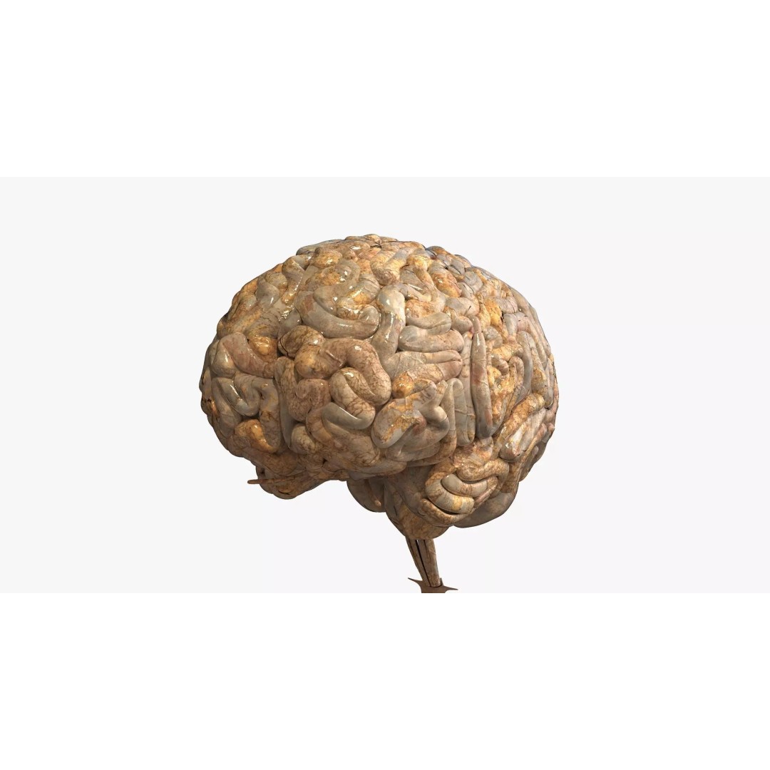 Realistic Human Brain 3D Model – High-Quality PBR Asset, FBX & OBJ - View 2