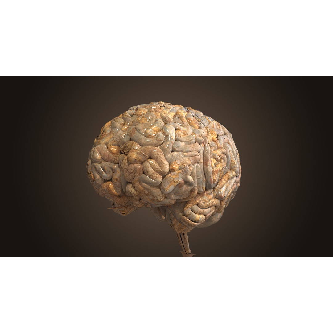Realistic Human Brain 3D Model – High-Quality PBR Asset, FBX & OBJ - View 3