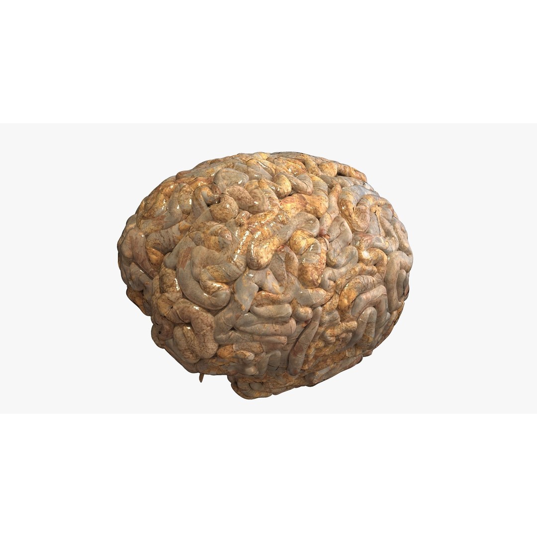 Realistic Human Brain 3D Model – High-Quality PBR Asset, FBX & OBJ - View 4