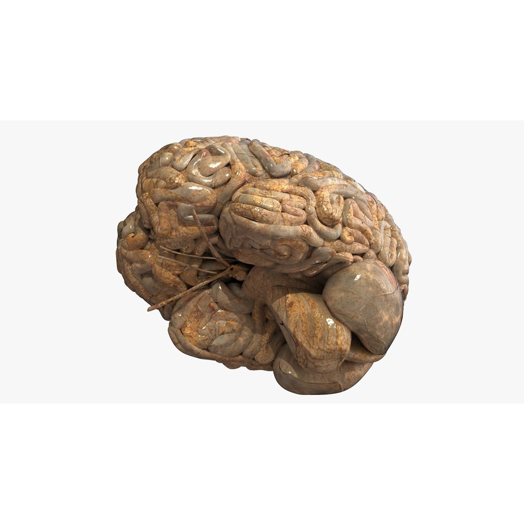 Realistic Human Brain 3D Model – High-Quality PBR Asset, FBX & OBJ - View 5