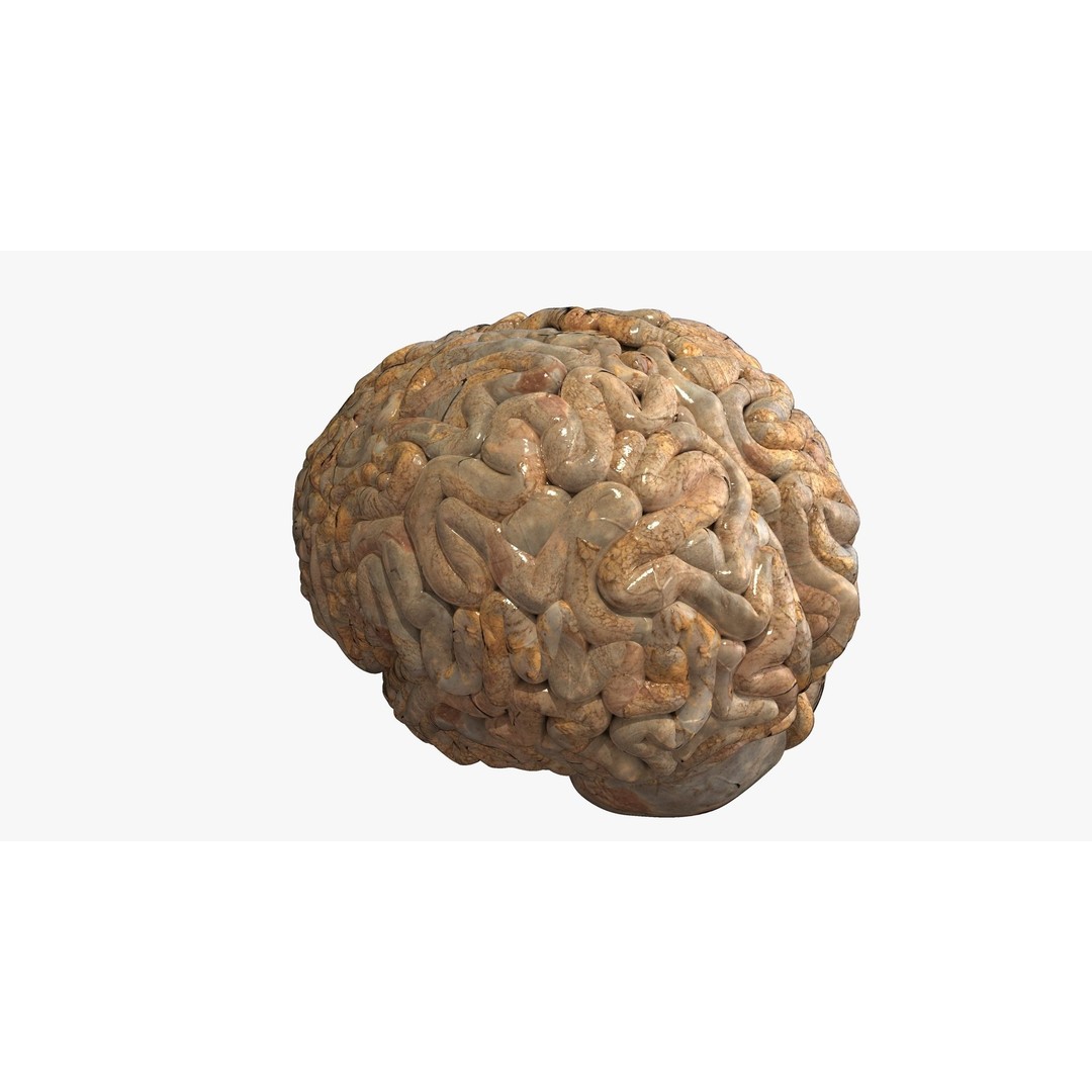 Realistic Human Brain 3D Model – High-Quality PBR Asset, FBX & OBJ - View 6