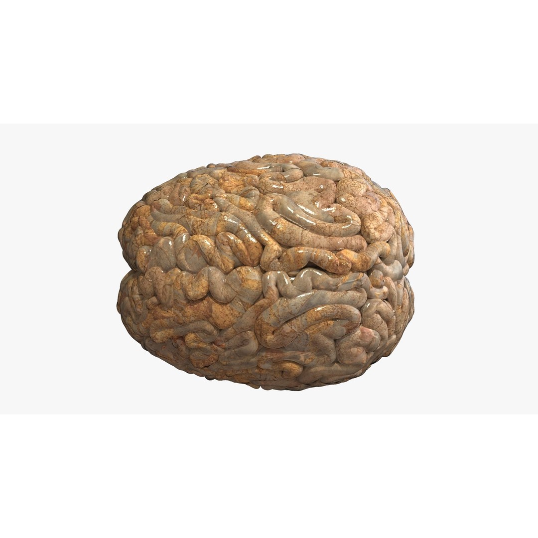 Realistic Human Brain 3D Model – High-Quality PBR Asset, FBX & OBJ - View 7