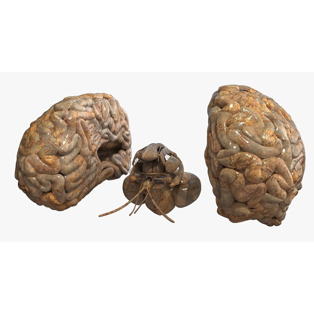 Realistic Human Brain 3D Model – High-Quality PBR Asset, FBX & OBJ - View 8