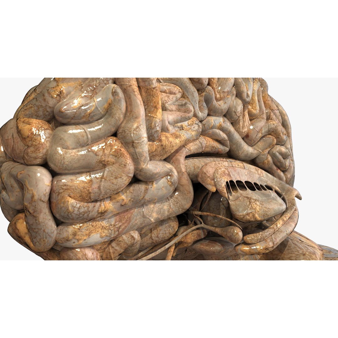 Realistic Human Brain 3D Model – High-Quality PBR Asset, FBX & OBJ - View 9
