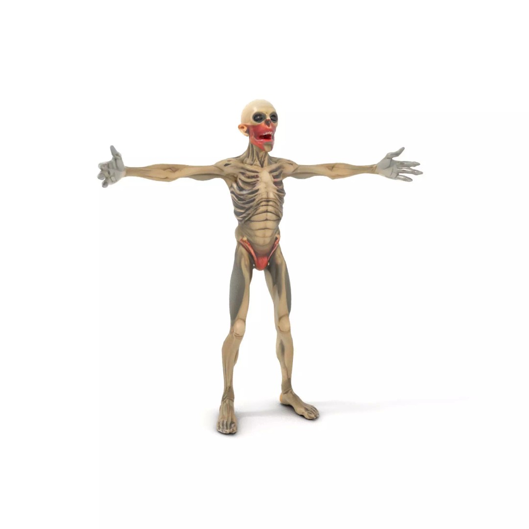 Skeleton 3D Model – Low Poly Game Ready Character with Rigging - View 10