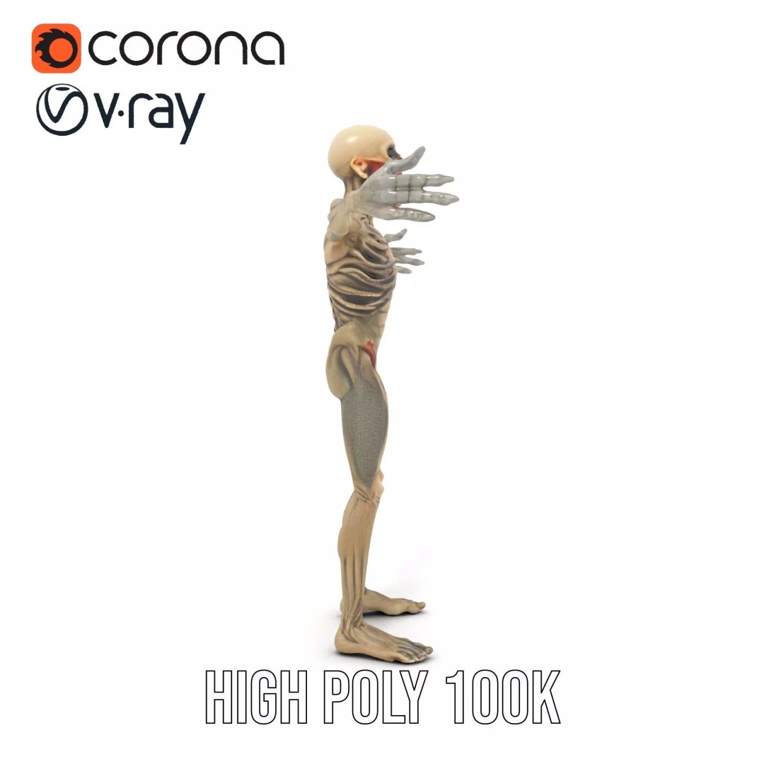 Skeleton 3D Model – Low Poly Game Ready Character with Rigging - View 12