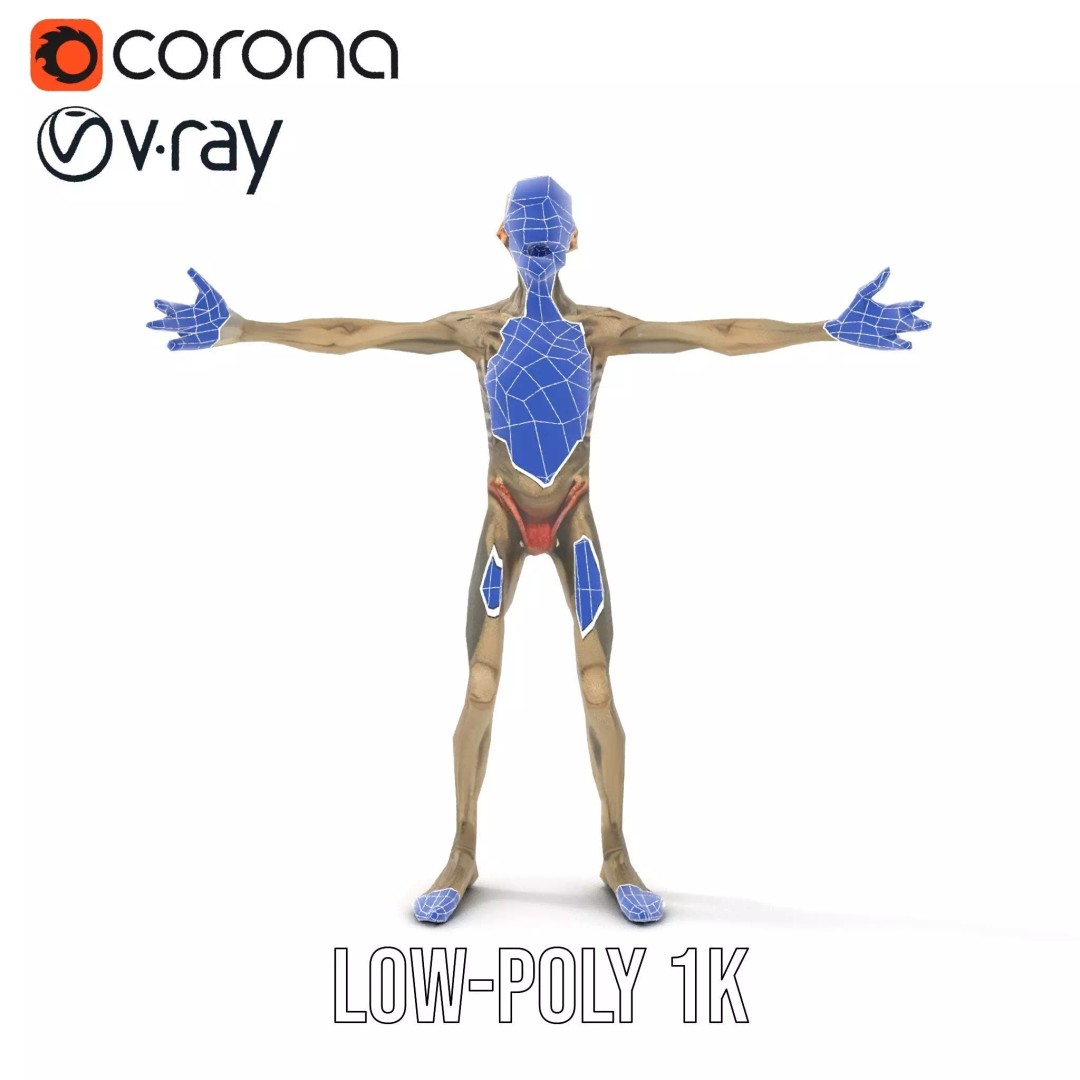 Skeleton 3D Model – Low Poly Game Ready Character with Rigging - View 14