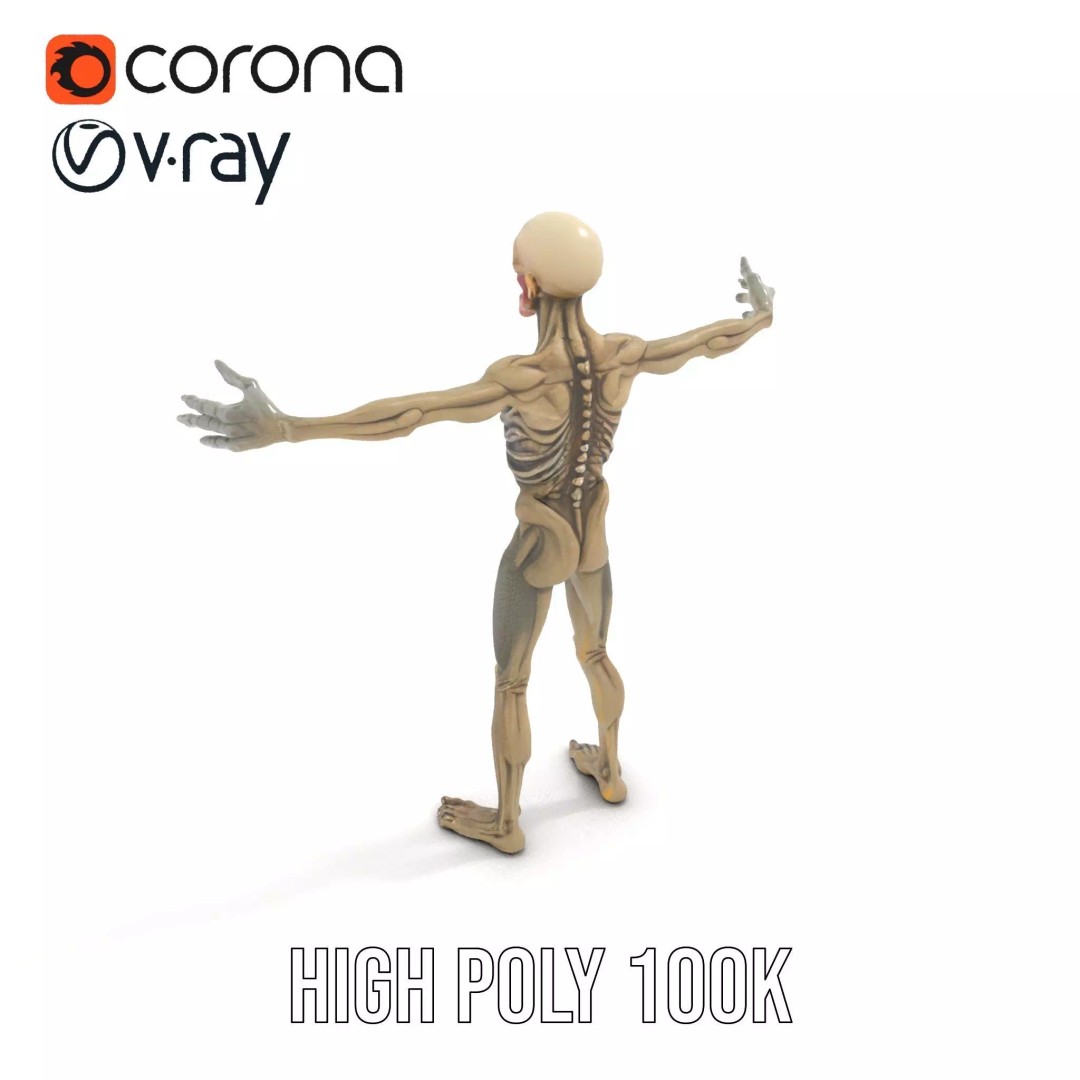Skeleton 3D Model – Low Poly Game Ready Character with Rigging - View 15