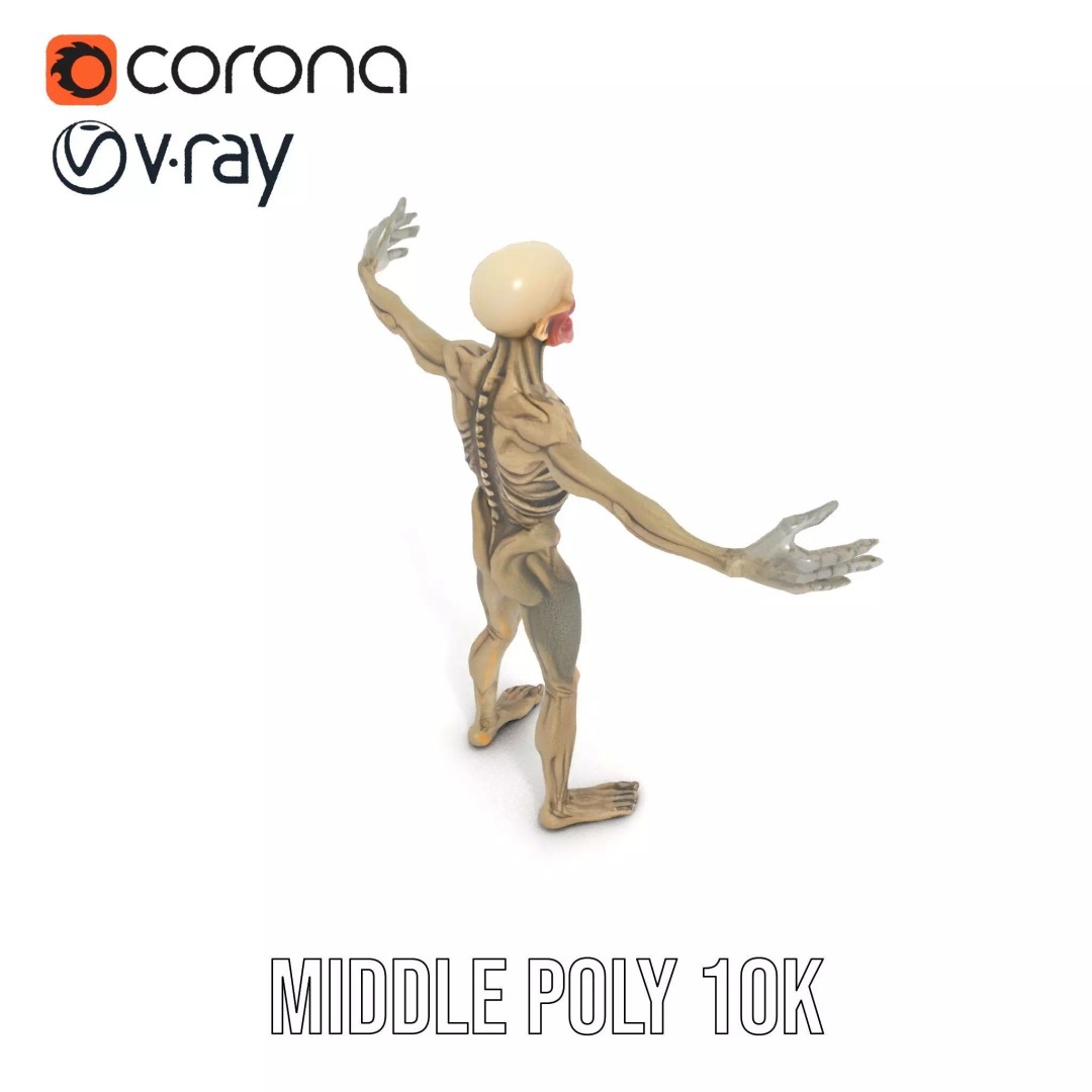 Skeleton 3D Model – Low Poly Game Ready Character with Rigging - View 16