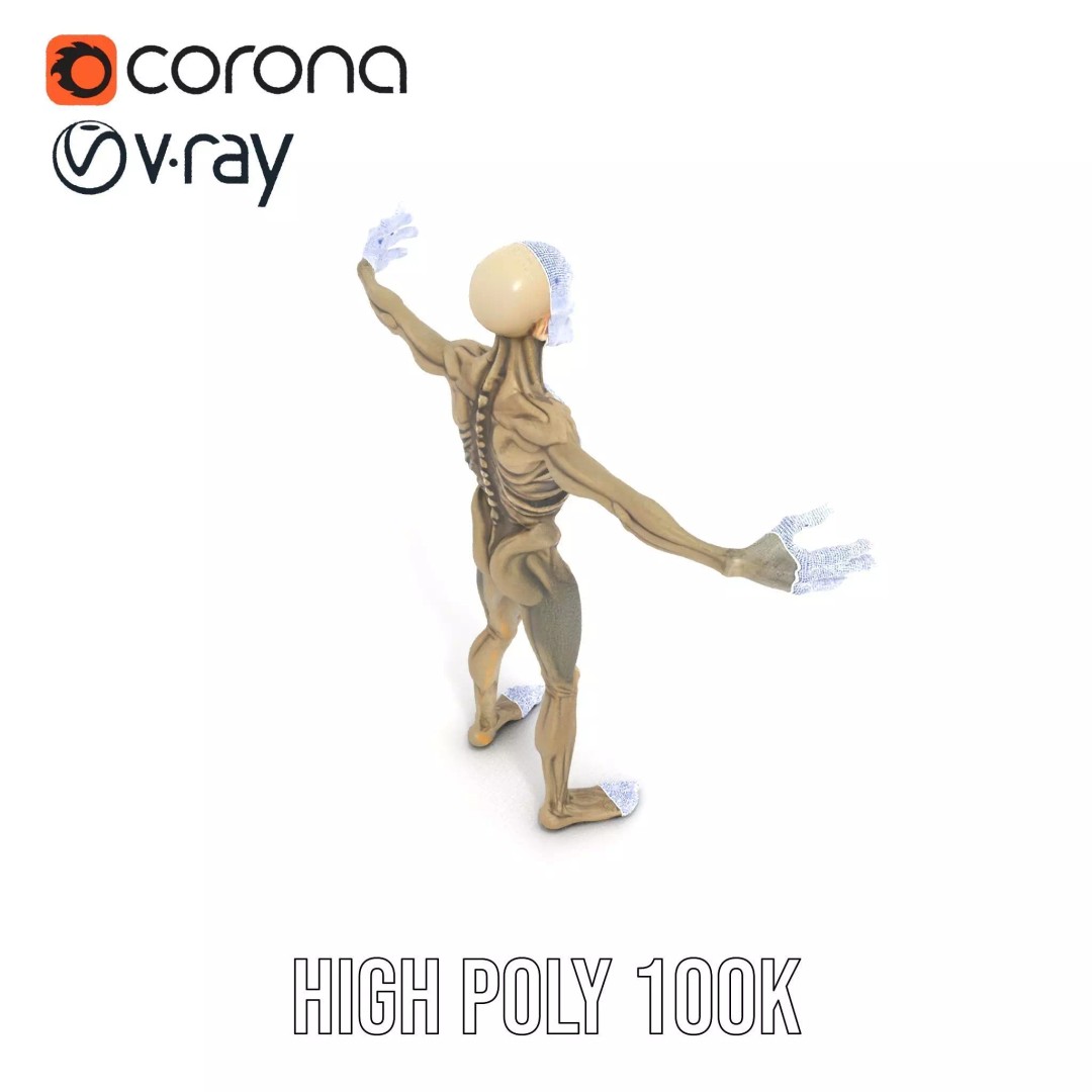 Skeleton 3D Model – Low Poly Game Ready Character with Rigging - View 18