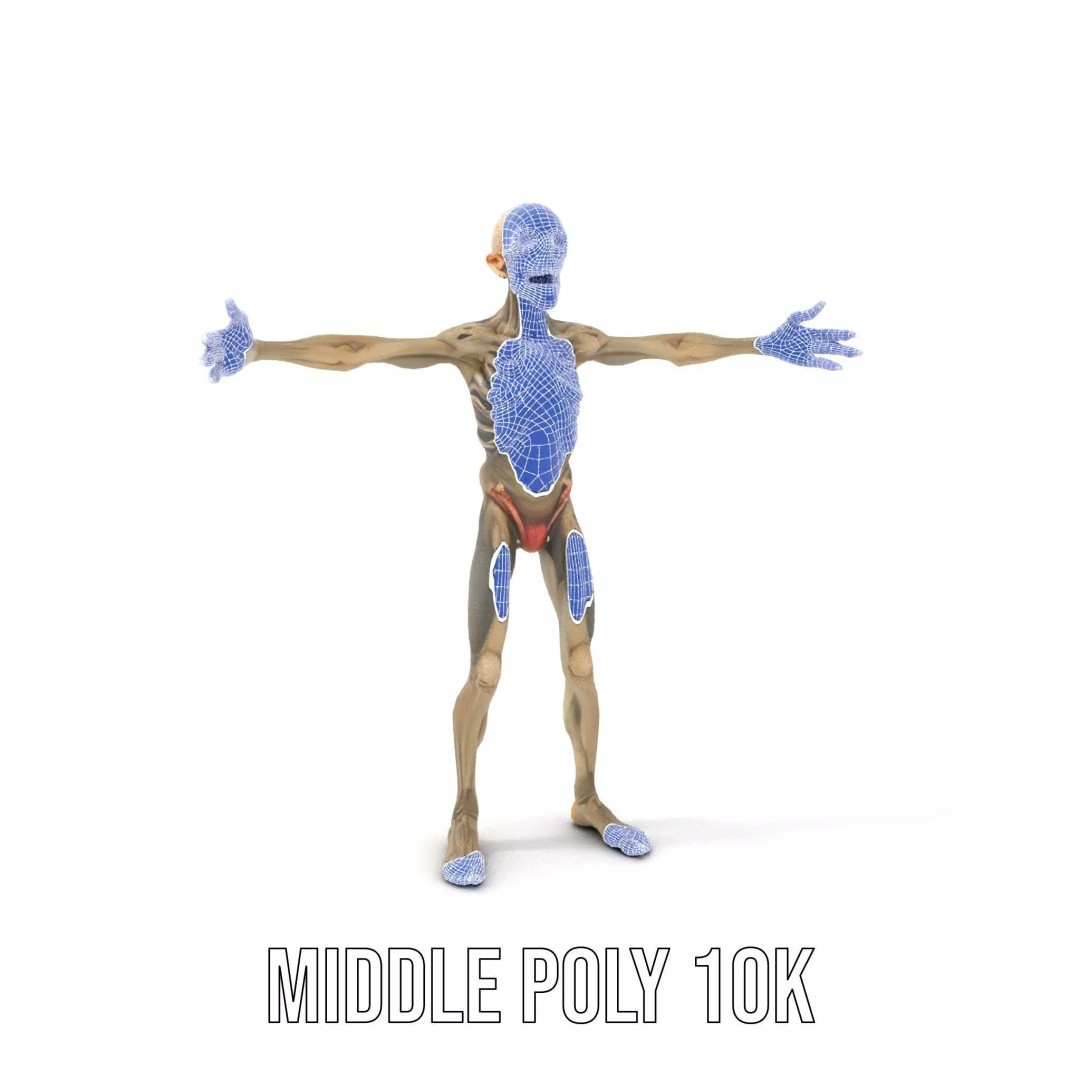 Skeleton 3D Model – Low Poly Game Ready Character with Rigging - View 19