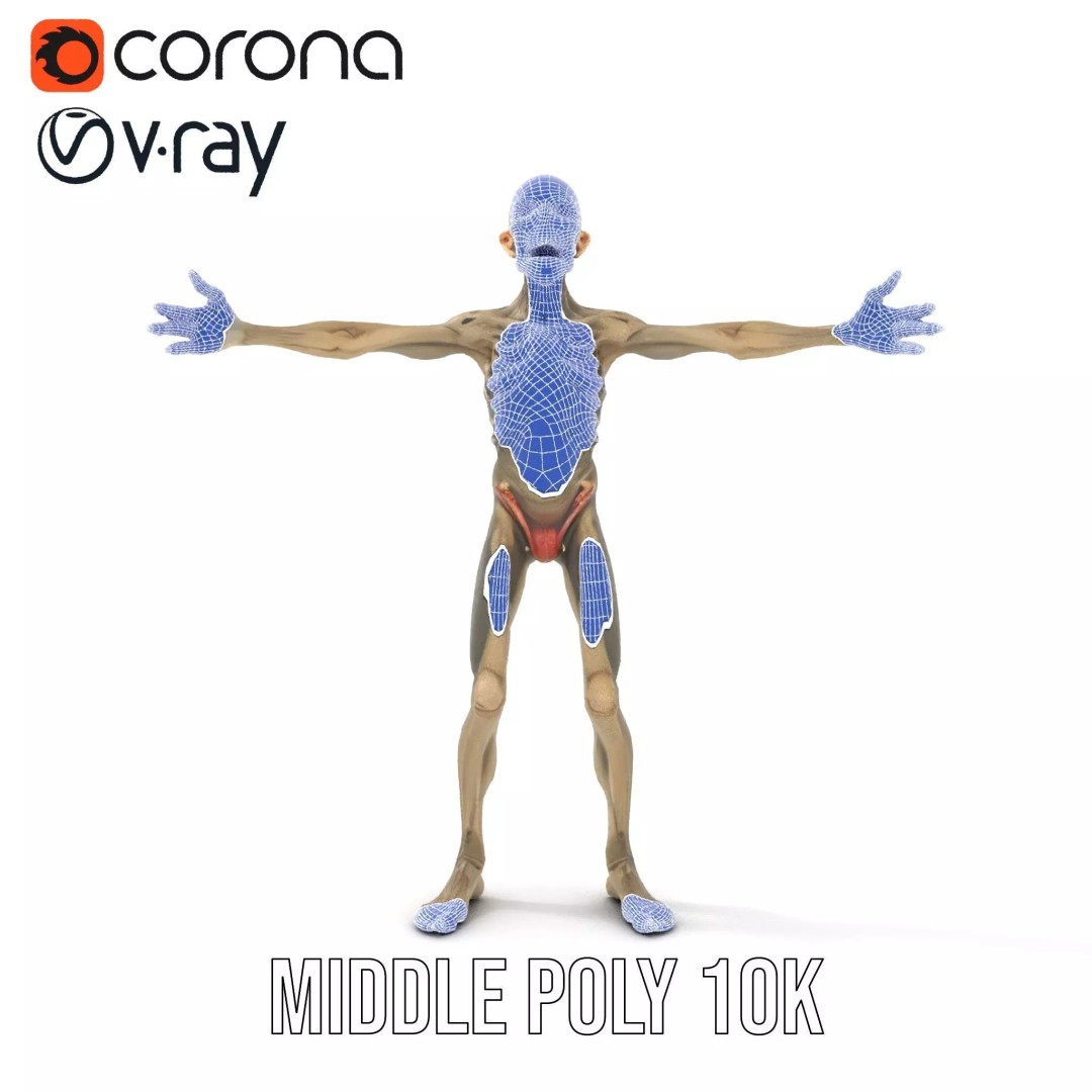 Skeleton 3D Model – Low Poly Game Ready Character with Rigging - View 21